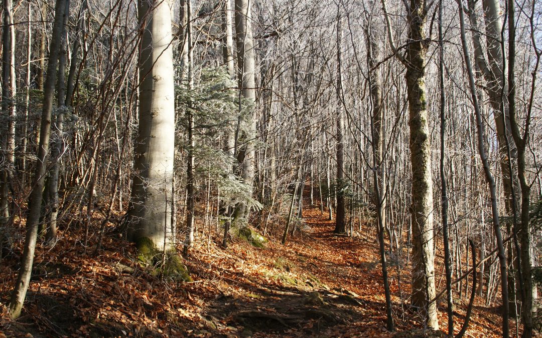 How to Avoid Vanishing in a National Park